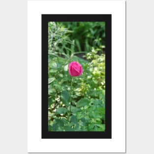 Hot Pink Rosebud Posters and Art